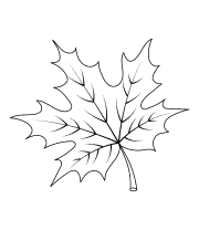 Клён гиннала, 2 шт