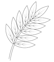 Рябинник рябиннолистный, 30шт