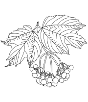 Калина обыкновенная,  4 шт